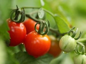 番茄紅素是如何防癌、抗癌的？