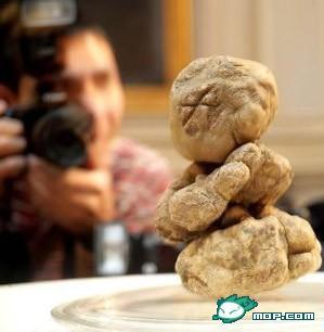 ųԵʳ޴¶-21,6000