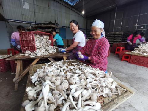 自發熱烏骨雞湯、咖喱土雞方便米飯等爆款扶貧農產品背后的另類發展之路