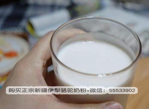 哪里能買到正宗新疆駱駝奶粉?真的駱駝奶粉價格是多少?