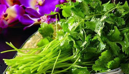 為什么有人不吃香菜?女性吃香菜有哪些壞處?