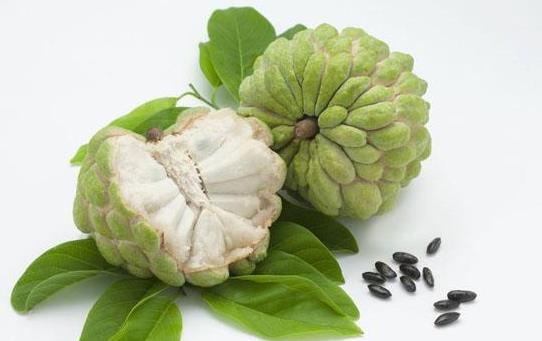 釋迦果可以煮著吃嗎?沒(méi)熟的釋迦果可以吃嗎