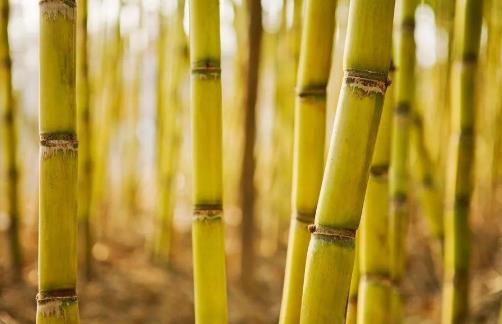 怎么知道自己吃甘蔗中沒中毒?晚上吃甘蔗容易長胖嗎