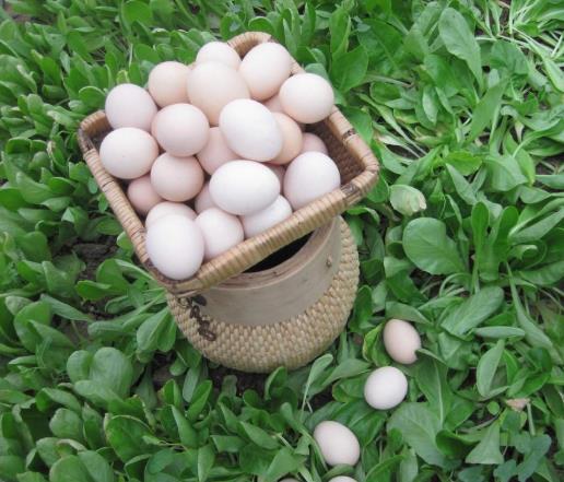 鵝蛋怎么吃最有營養(yǎng)?吃鵝蛋真的能去胎毒嗎?