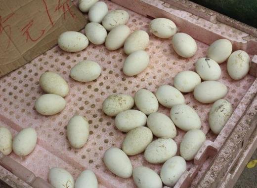 鵝蛋怎么吃最有營養(yǎng)?吃鵝蛋真的能去胎毒嗎?