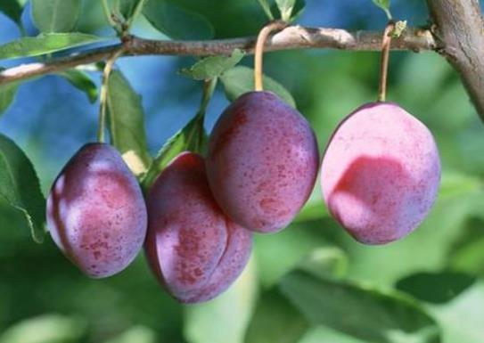 西梅一天吃幾個(gè)最好?西梅怎么吃最通便?