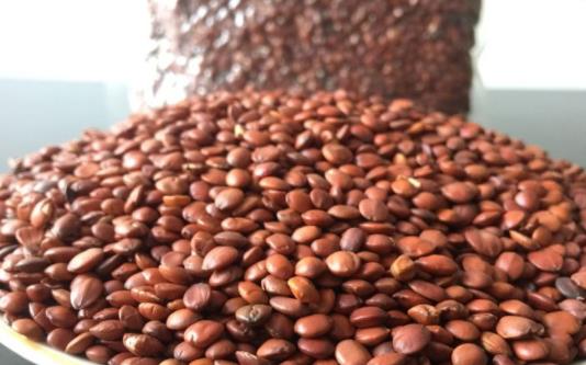 酸棗仁茶白天喝會睡覺嗎 酸棗仁茶茯苓的功效與作用