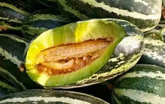 羊角蜜為什么會發苦?羊角蜜的籽能吃嗎?