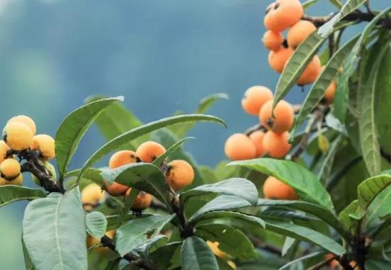 直接吃枇杷果能治咳嗽嗎?吃枇杷會上火嗎?