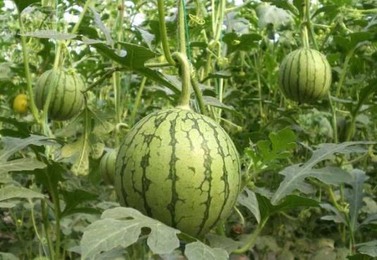 吃西瓜會導致過敏嗎?西瓜加熱有啥好處?