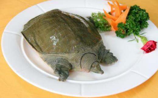 甲魚和烏龜有什么區別?經期可以吃甲魚嗎?