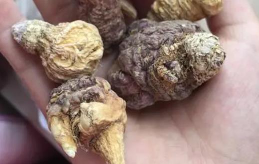 孕婦可以吃瑪卡嗎?瑪卡有哪些營養價值?