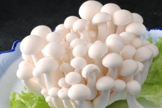 孕婦可以吃白玉菇嗎?白玉菇有哪些作用?
