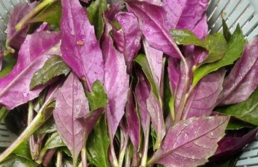 紅鳳菜可以涼拌嗎 紅鳳菜和紅莧菜是一個菜嗎