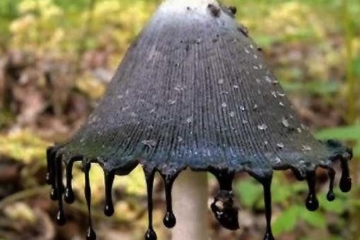 毒蘑菇用手摘會中毒嗎 怎樣判斷蘑菇有毒還是沒毒