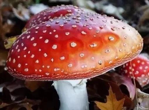 毒蘑菇用手摘會中毒嗎 怎樣判斷蘑菇有毒還是沒毒