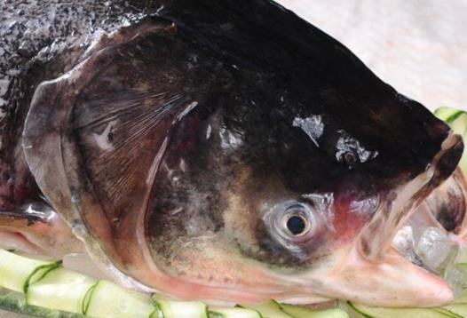 孕婦可以吃胖頭魚?吃胖頭魚有哪些好處?