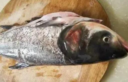 蕁麻疹患者可以吃胖頭魚嗎?胖頭魚有哪些營養價值?