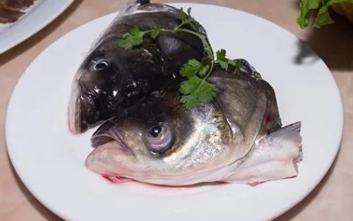 痛風患者可以吃胖頭魚嗎?吃胖頭魚會胖嗎?