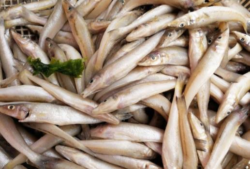 痛風(fēng)患者可以吃沙丁魚(yú)嗎?沙丁魚(yú)不宜與哪些食物一起吃?