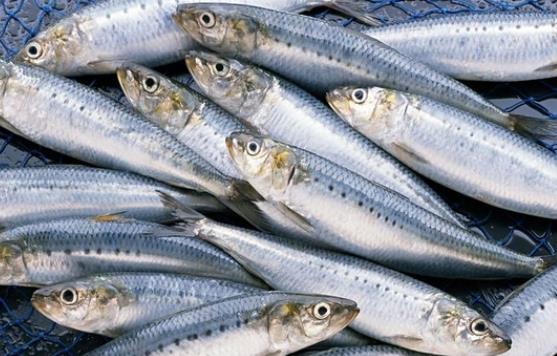 小孩可以吃沙丁魚嗎?怎么選購沙丁魚?