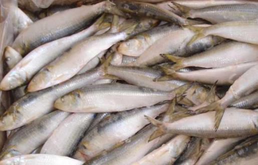 痛風(fēng)患者可以吃沙丁魚(yú)嗎?沙丁魚(yú)不宜與哪些食物一起吃?