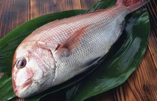 孕婦可以吃加吉魚嗎?加吉魚有哪些營養(yǎng)價值?