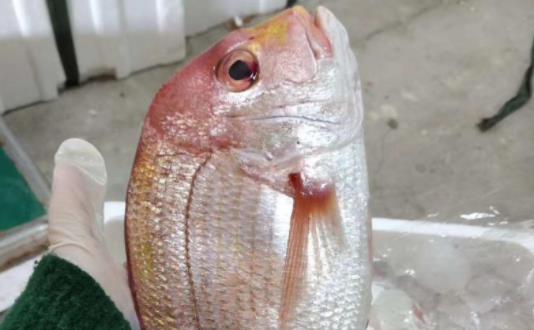 孕婦可以吃加吉魚嗎?加吉魚有哪些營養(yǎng)價值?