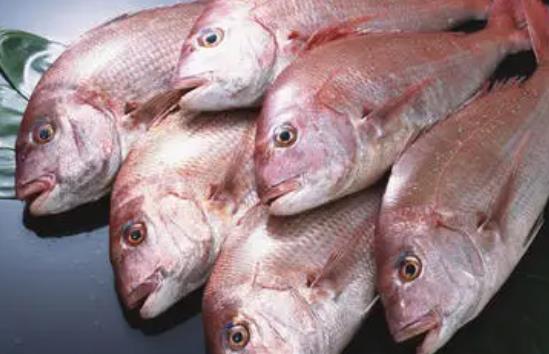 孕婦可以吃加吉魚嗎?加吉魚有哪些營養(yǎng)價值?