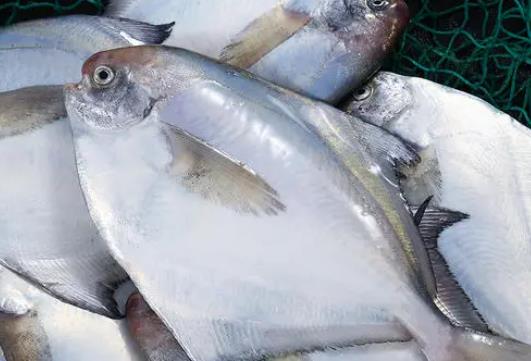 孕婦可以吃白鯧魚嗎?白鯧魚對(duì)孕婦有哪些好處?