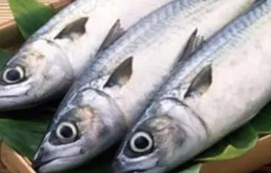 哪些人不宜吃馬鮫魚(yú)?吃馬鮫魚(yú)有哪些好處?