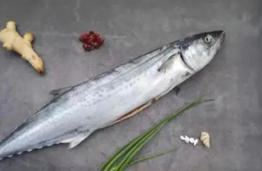 哪些人不宜吃馬鮫魚(yú)?吃馬鮫魚(yú)有哪些好處?