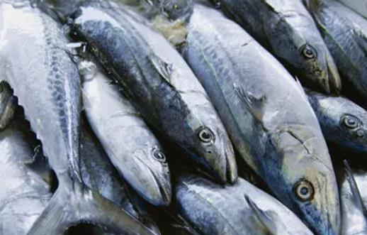 哪些人不宜吃馬鮫魚(yú)?吃馬鮫魚(yú)有哪些好處?