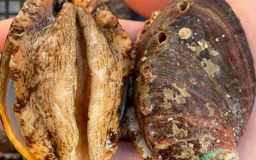 鮑魚(yú)蒸幾分鐘口感好 鮑魚(yú)要冷水還是熱水焯水