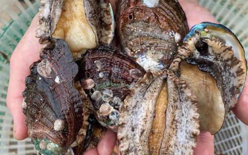鮑魚(yú)蒸幾分鐘口感好 鮑魚(yú)要冷水還是熱水焯水