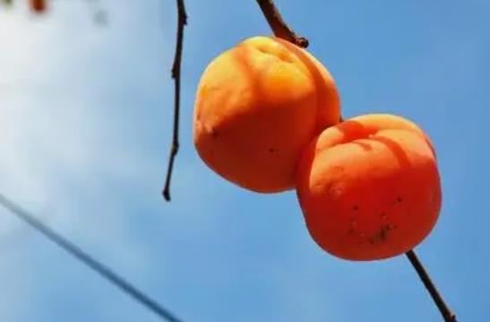孕婦吃柿子的注意事項?柿子和什么食物相克?