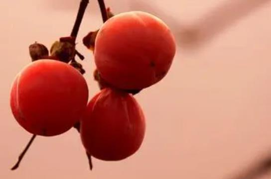 孕婦吃柿子的注意事項?柿子和什么食物相克?