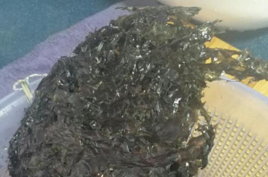糖尿病患者可以吃紫菜嗎?吃紫菜有哪些好處?