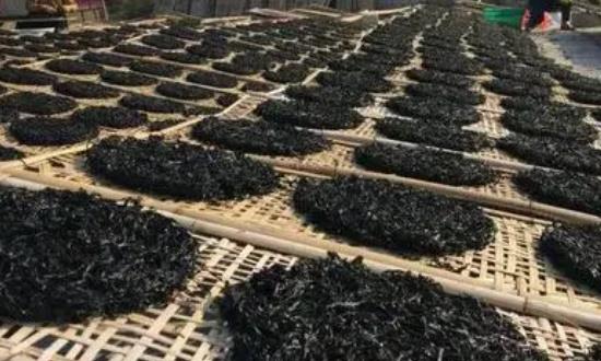 紫菜真的可以排毒嗎?哪些人不宜吃紫菜?