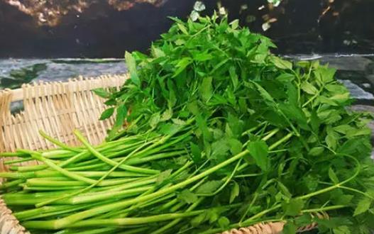 野芹菜和水芹菜的分類區別是什么?哪些人不適合吃水芹菜?