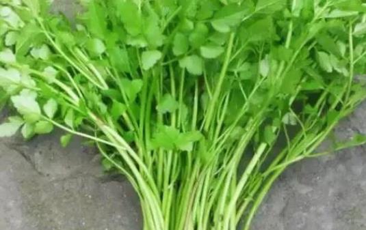 吃水芹菜有哪些好處?吃水芹菜有什么營養元素?