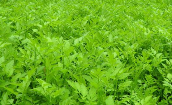 野芹菜和水芹菜的分類區別是什么?哪些人不適合吃水芹菜?