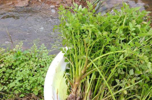 野芹菜和水芹菜的分類區別是什么?哪些人不適合吃水芹菜?
