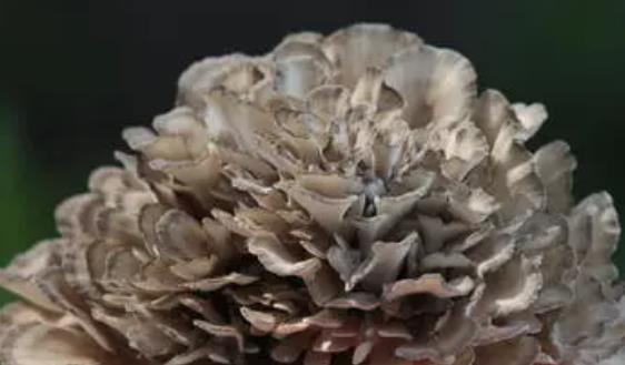 胰腺癌支架手術后能吃灰樹花嗎?灰樹花真的可以抗癌嗎?
