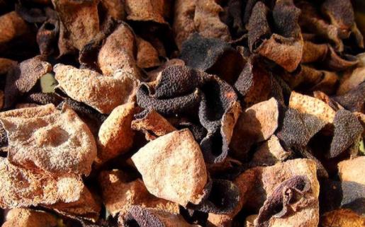 陳皮生蟲(chóng)了還能用嗎 陳皮如何保存才不生蟲(chóng)