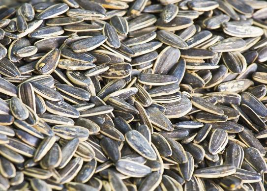 嗑瓜子嘴巴起泡怎么辦?吃瓜子嘴角開裂怎么辦