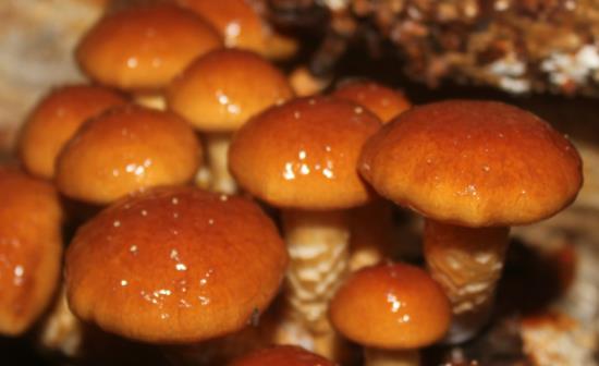 吃滑子菇會(huì)中毒嗎?滑子菇不能和什么一起吃?
