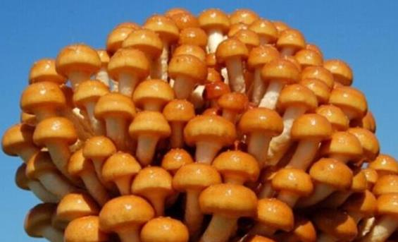 吃滑子菇會(huì)中毒嗎?滑子菇不能和什么一起吃?