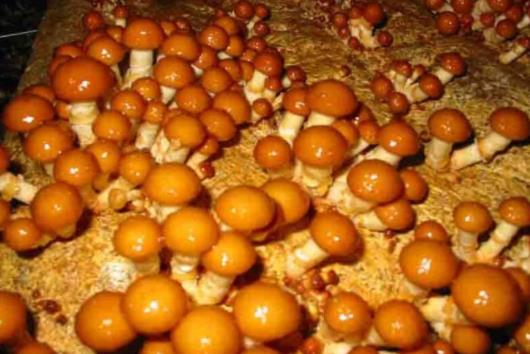 吃滑子菇會(huì)中毒嗎?滑子菇不能和什么一起吃?