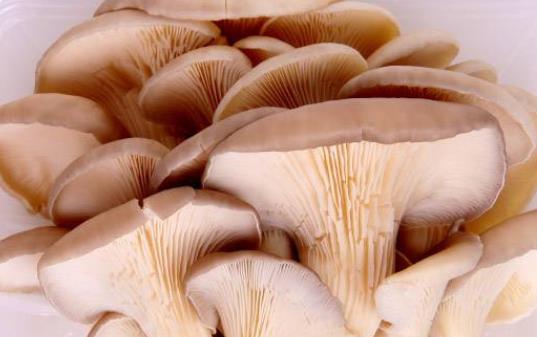 腎炎可以吃平菇嗎?吃平菇有哪些好處?